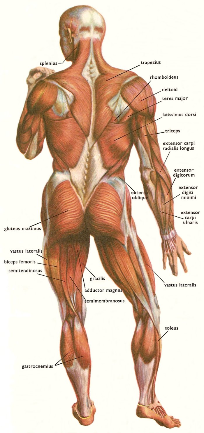 major skeletal muscle