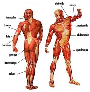 All the Major Muscles of the Body