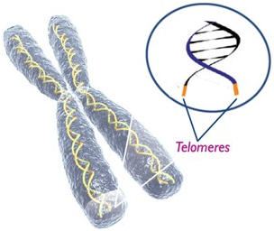 Telomere depiction