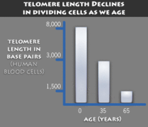 Telomere length declines as we age