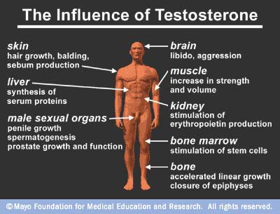 Testosterone is vitally important for health