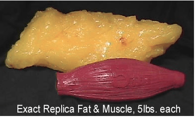 Fat vs muscle density