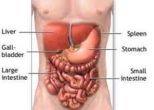 Liver, gallbladder and intestines