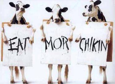 Mad Cows Eat Chicken