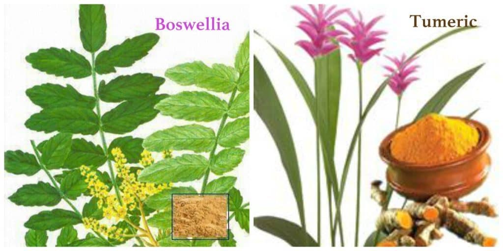 Curcumin and Boswellia Botanicals
