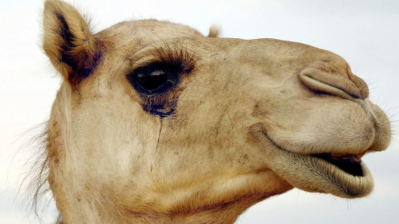 camel lashes with Bimatoprost