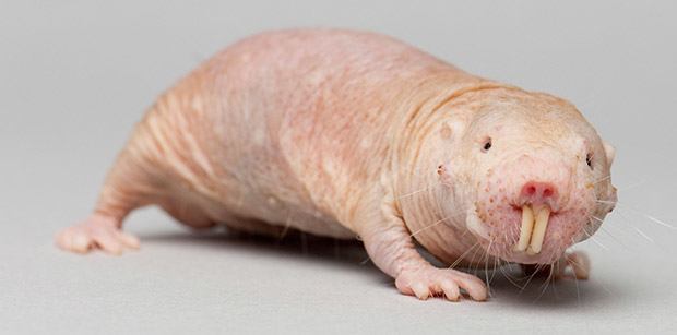 Mole rats are follically challenged