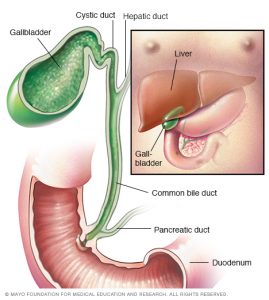 The gall bladder is an important organ of detoxification