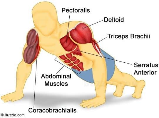 Primary muscles used for push-ups