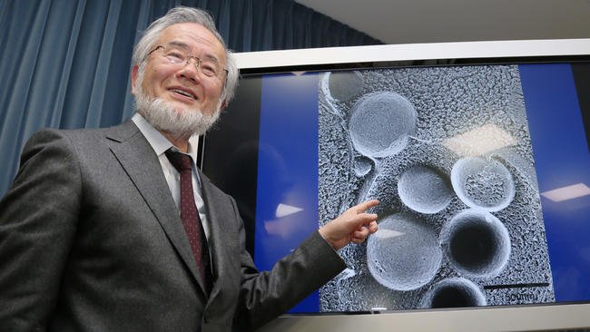 Dr. Yoshinori Ohsumi discovered the importance of cellular autophagy.