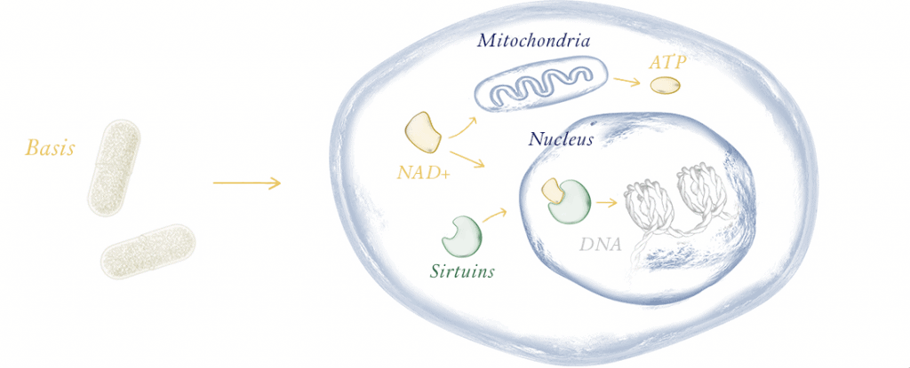 NAD rebuilds Mitochondria