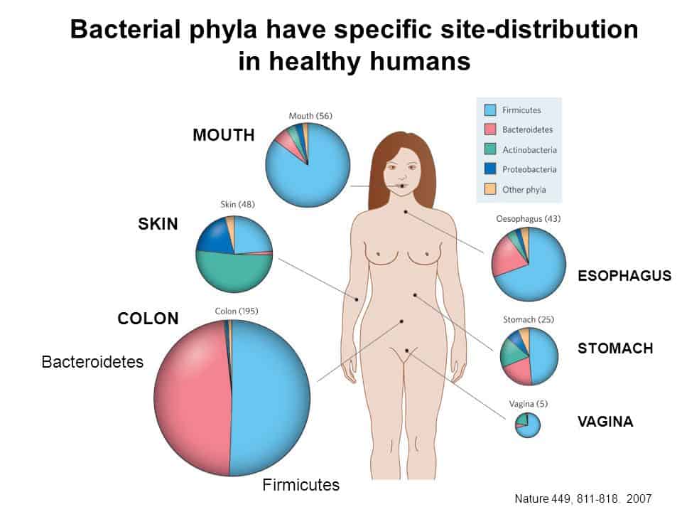bacterial sites on and in the human body