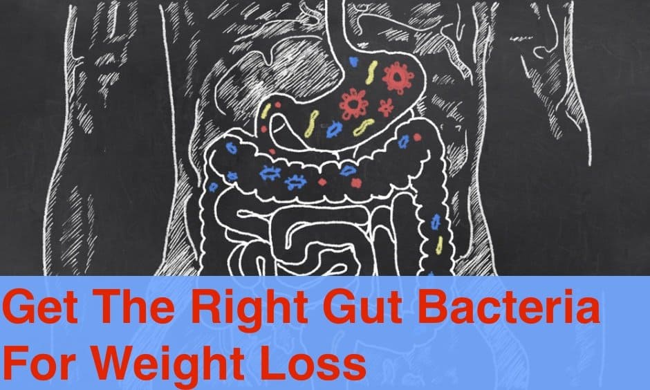 Gut bacteria can make you fat or thin