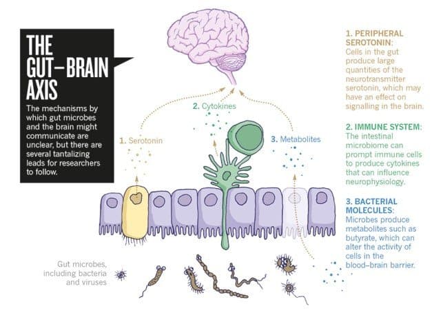 your gut and brain are connected