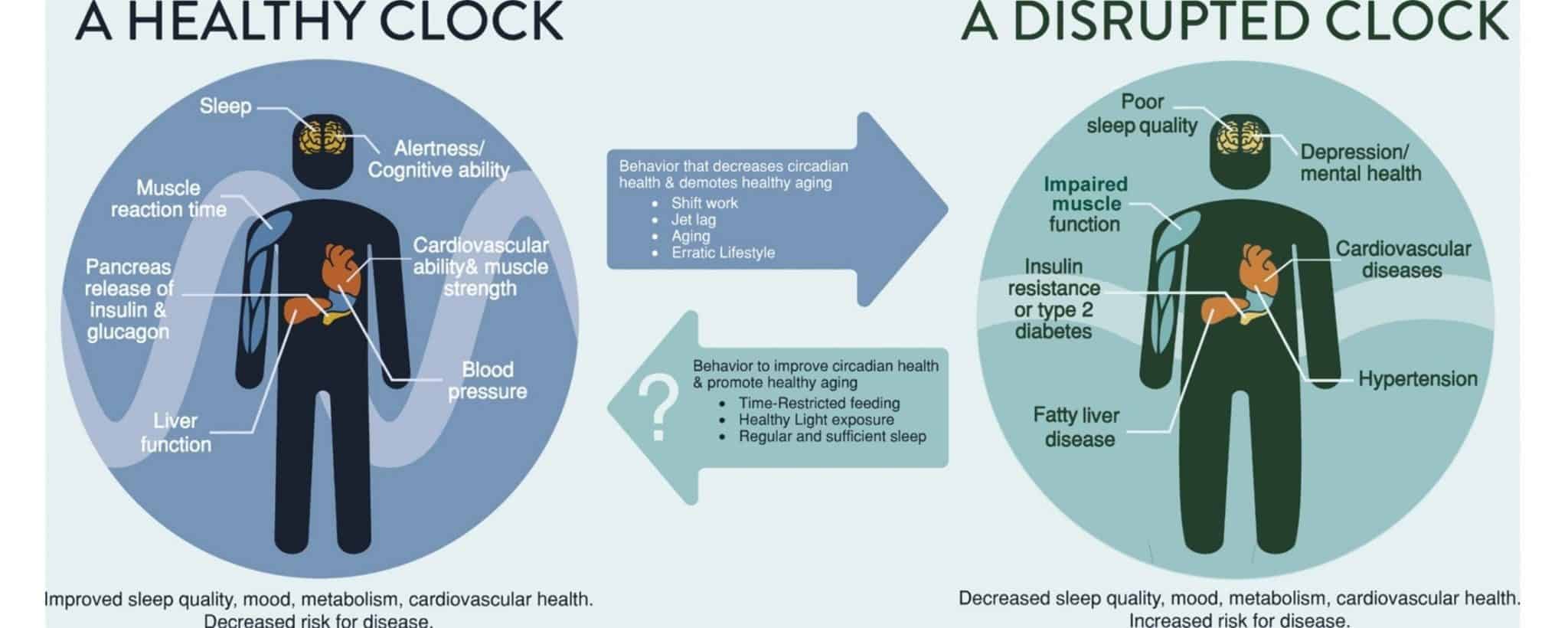 Healthy and unhealthy circadian clock