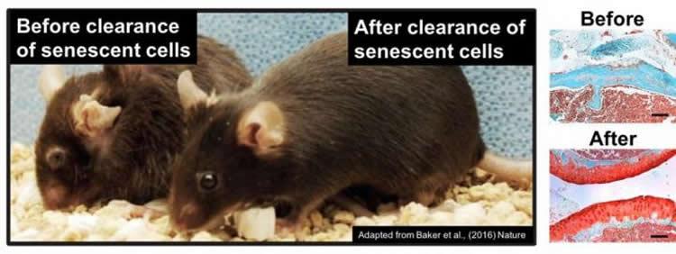 Senolytic drugs clear senescent cells in mice