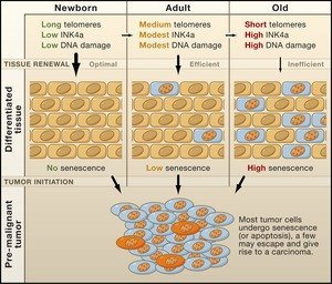 Eliminate Senescent Cells
