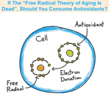 Free radical theory of aging