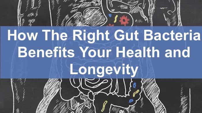 right gut bacteria