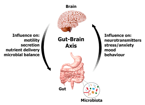 gut bacteria benefits