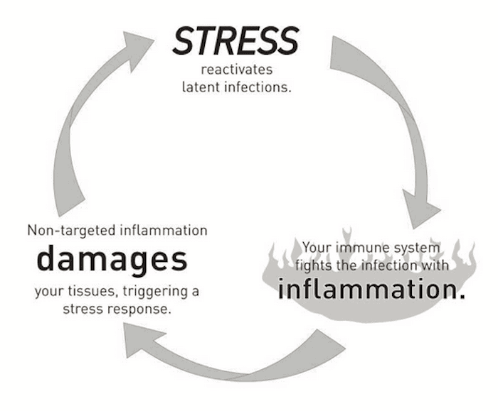 chronic stress and inflammation