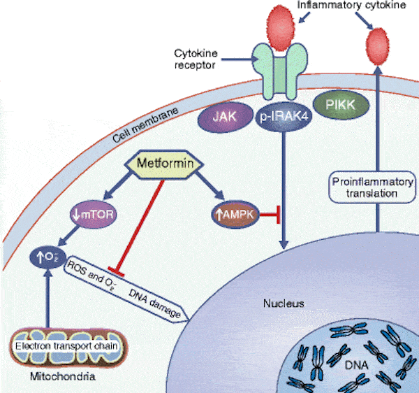 Anti-aging mechanisms of metformin