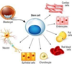 Stem cells are pluripotent