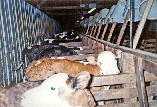 factory raised cows