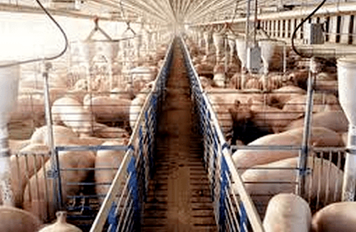 factory raised pigs