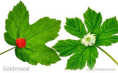 detox your gut with goldenseal