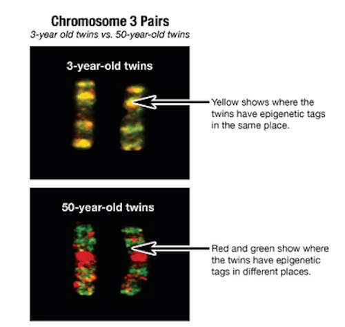 Even identical twins grow apart epigenetically