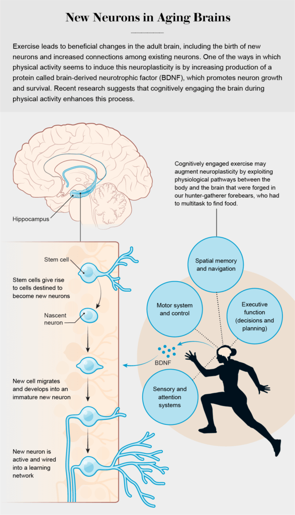 age-proof your brain with exercise