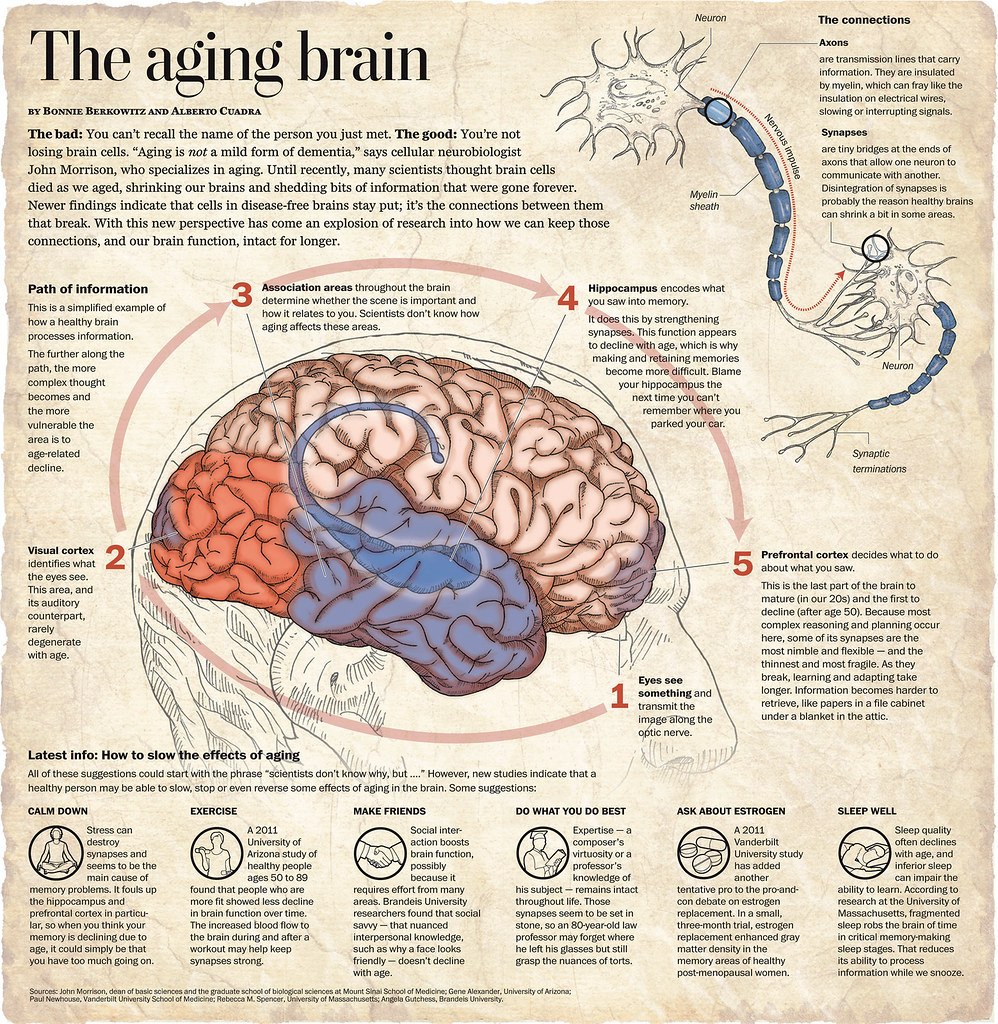age-proof your brain
