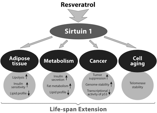 can resveratrol activate sirtuins?