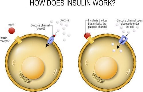 How insulin works