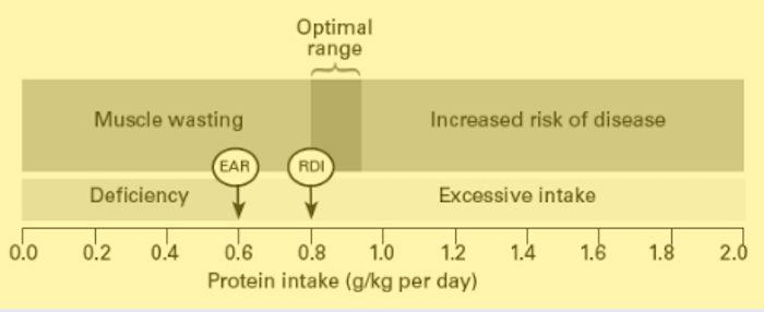 Dr. Luigi Fontana and optimal protein intake