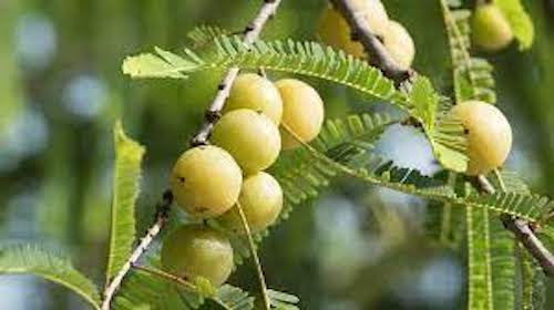 Amla may be an alternative to trizepatide for weight loss