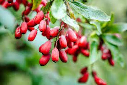 berberine may be an alternative to trizepatide for weight loss