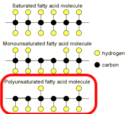 saturated fats vs unsaturated fats