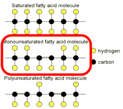 saturated fats vs unsaturated fats