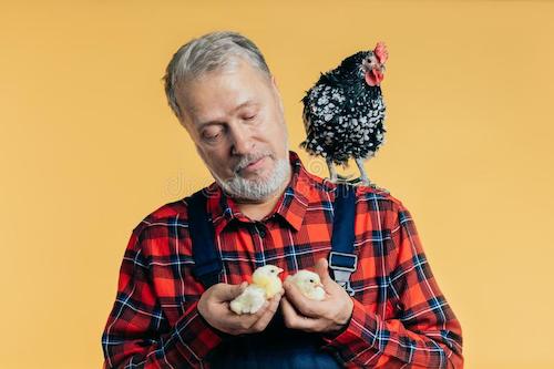 poultry and eggs negatively affect the prostate