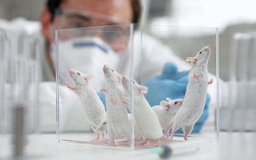 Longevity drugs are regularly tested in mice