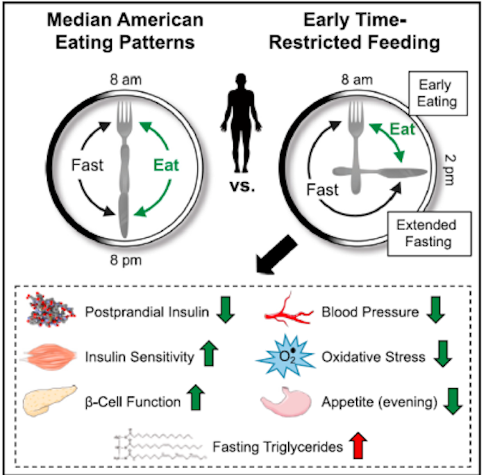 Sync circadian rhythms and time restricted feeding