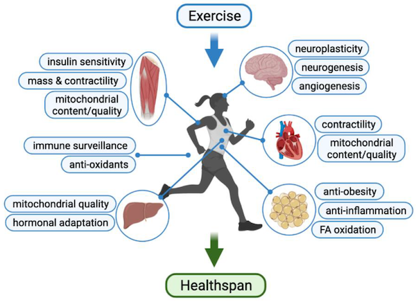 Increase your healthspan through exercise