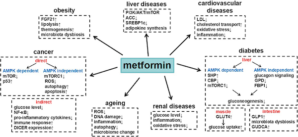 potential metformin health benefits