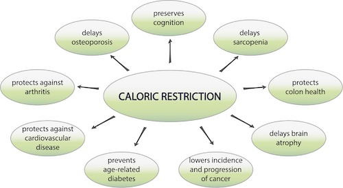 slow down biological aging by restricting calories