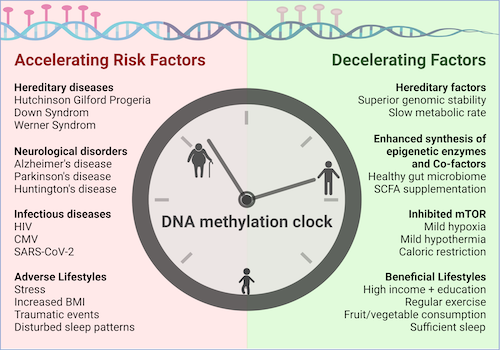slow down biological aging by reducing risk factors