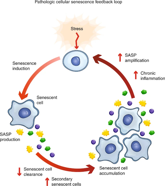 Understanding Cellular Senescence mechanisms
