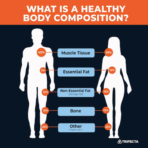 Phenotypic aging metric: body composition