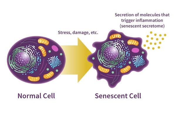 Senescent cells secrete SASP